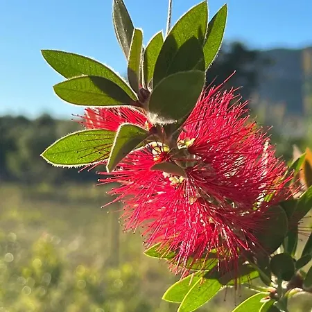 Impetrata Iun Q7090 אורוסיי